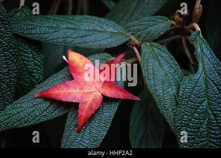 Liquidambar styraciflua copalme d'Amérique, leaf Banque D'Images