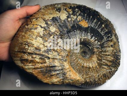 Un Liparoceras ammonite trouvée sur la côte jurassique, Dorset, UK Banque D'Images