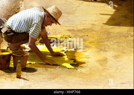 Colorant jaune de travail masculin en cuir blanc à l'intérieur de la tannerie historique, Chouara, à Fès, au Maroc, en 2014 Banque D'Images