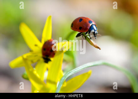 Coccinelle sur le dessus de l'herbe dans la lumière naturelle Banque D'Images