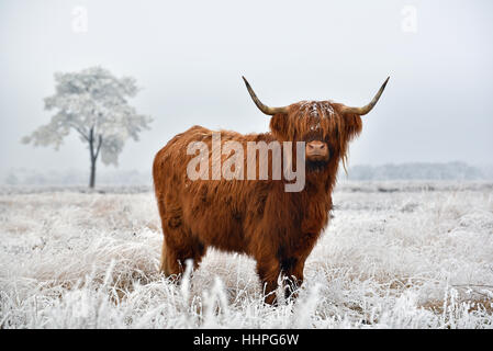 Scottish highlander dans un paysage naturel d'hiver Banque D'Images