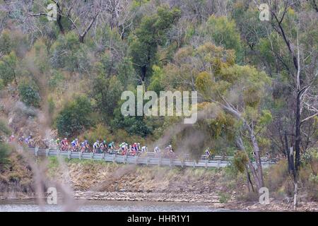 Adélaïde, Australie du Sud, Australie. 20 Jan, 2017. Peloton au stade 4 du Tour Down Under, en Australie le 20 janvier 2017 Credit : Gary Francis/ZUMA/Alamy Fil Live News Banque D'Images