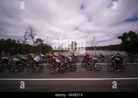 Adélaïde, Australie du Sud, Australie. 20 Jan, 2017. Peloton au stade 4 du Tour Down Under, en Australie le 20 janvier 2017 Credit : Gary Francis/ZUMA/Alamy Fil Live News Banque D'Images