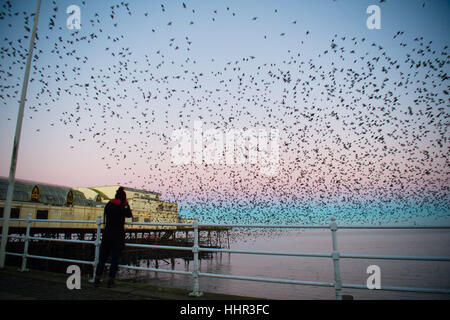 Pays de Galles Aberystwyth UK, vendredi 20 janvier 2017 UK Weather : à la première lumière sur une froide un matin de janvier, un observateur des photographies comme les milliers d'étourneaux minuscules éclatent de leur perchoir de nuit en vertu de Aberystwyth pier pour retourner à leur territoire d'alimentation dans les champs et les marais du Ceredigion dans l'ouest du pays de Galles, Royaume-Uni, bien qu'apparemment abondante à Aberystwyth, les oiseaux sont dans la société royale pour la protection des oiseaux 'list' des espèces en péril, avec leur nombre à travers le Royaume-Uni a diminué de plus de 60  % depuis les années 1970 Crédit photo : Keith Morris/Alamy Live News Banque D'Images