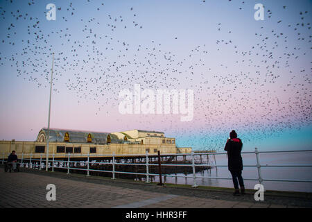 Pays de Galles Aberystwyth UK, vendredi 20 janvier 2017 UK Weather : à la première lumière sur une froide un matin de janvier, un observateur des photographies comme les milliers d'étourneaux minuscules éclatent de leur perchoir de nuit en vertu de Aberystwyth pier pour retourner à leur territoire d'alimentation dans les champs et les marais du Ceredigion dans l'ouest du pays de Galles, Royaume-Uni, bien qu'apparemment abondante à Aberystwyth, les oiseaux sont dans la société royale pour la protection des oiseaux 'list' des espèces en péril, avec leur nombre à travers le Royaume-Uni a diminué de plus de 60  % depuis les années 1970 Crédit photo : Keith Morris/Alamy Live News Banque D'Images