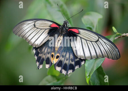 Wisley, Surrey, UK. 20 janvier 2017. Papillon Tropical repose sur une feuille dans la chaleur de la serre tropicale à Wisley Gardens à Surrey. Banque D'Images