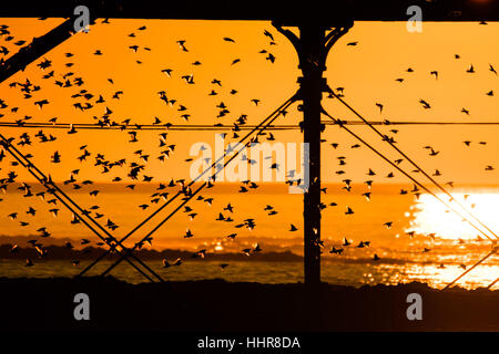Aberystwyth, Pays de Galles, Royaume-Uni. 20 janvier 2017. Météo France : Étourneaux roost en vertu de la Victorian station pier au coucher du soleil à Aberystwyth. Credit : Keith morris/Alamy Live News Banque D'Images