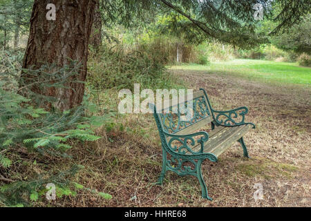 Un banc en bois et fer patiné s'asseoir sous le couvert d'un grand sapin sur Gabriola Island, Colombie-Britannique. Banque D'Images