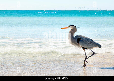 Un grand héron bleu marcher dans les vagues. Panama City Beach, la Côte du Golfe, en Floride. Banque D'Images