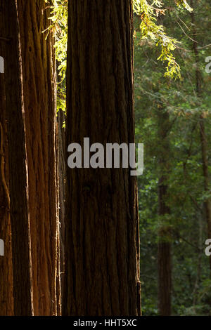 Muir Woods National Monument. Aug, 2016. San Francisco, Californie, États-Unis. Banque D'Images