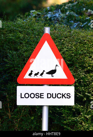 Village lâche, Maidstone, Kent, UK. Road sign warning de canards "lâche" un jeu de mots avec le nom du village (mauvais) Banque D'Images