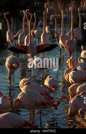 Parade nuptiale d'une plus grande des flamants roses en Camargue, France Banque D'Images