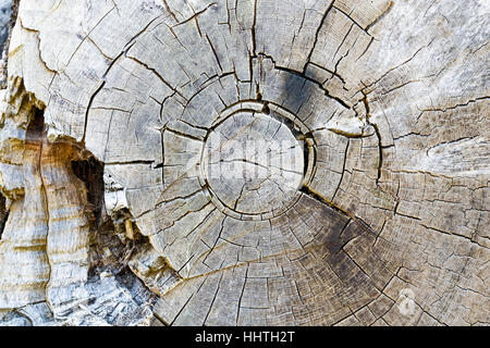 La texture des anneaux des arbres cariés pour utiliser l'arrière-plan Banque D'Images