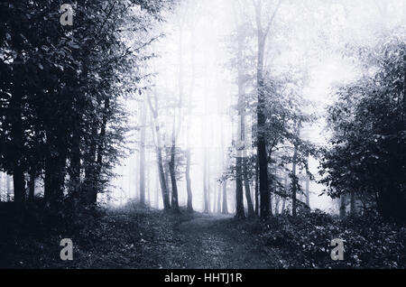 Bois sombres dans le brouillard. Crépuscule paysage avec des arbres par temps de pluie Banque D'Images