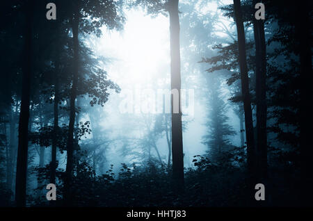 Bois sombres dans le brouillard. Crépuscule paysage avec des arbres par temps de pluie Banque D'Images