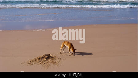 Wild dingo, Fraser Island, Australie Banque D'Images