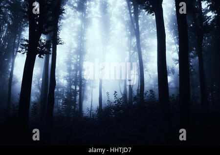 Bois sombres dans le brouillard. Crépuscule paysage avec des arbres par temps de pluie Banque D'Images