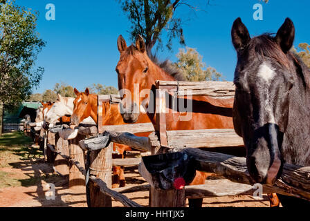 Les chevaux sauvages de manger dans une étable Banque D'Images