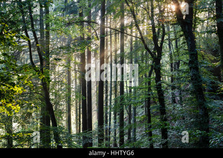 Lumière du soir dans les bois à Consdorf, Mullerthal Trail, Luxembourg Banque D'Images