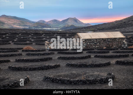 Domaine viticole, La Geria, Lanzarote, îles Canaries, Espagne Banque D'Images