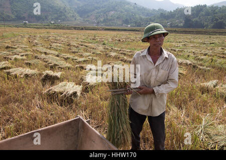 L'homme vietnamiens de la récolte du riz dans une rizière de Sa Pa. Banque D'Images