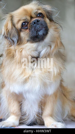 Tibetan Spaniel Chien. Banque D'Images