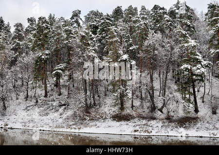 Forêt de pins poussant sur un high river bank est recouvert de neige, de la rivière Desna, Podolsk, dans la région de Moscou, Russie Banque D'Images