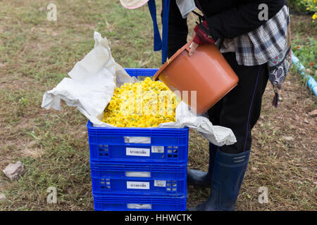 Chiang Mai, Thaïlande - 28 novembre 2016 : fleur de chrysanthème Farmer harvesting non identifiés pour la production de thé dans la ferme Maejo à Chiang Mai, Thaïlande Banque D'Images