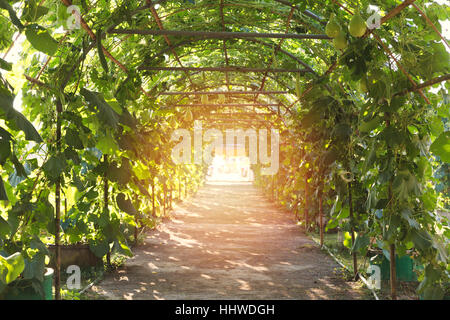 Calebasse, gourde, gourde, gourde fleurie Fleurs blanc gourd, fruits et arbres du jardin Banque D'Images