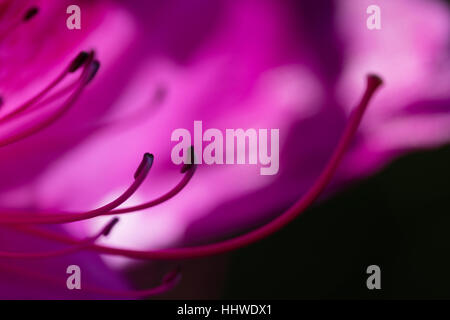 Arbre orchidée pourpre Bauhinia fleur sur fond flou, soft focus macro shot Banque D'Images