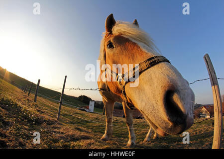 Le grand nez de cheval Banque D'Images