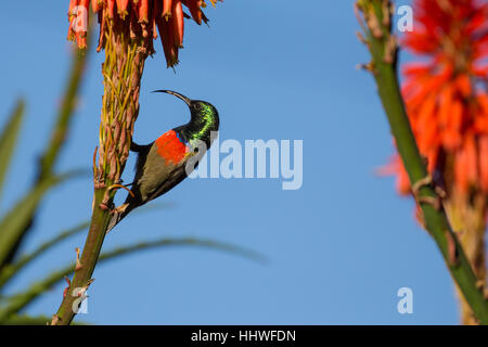 Plus d'un collier double mâle sunbird perché à une fleur dans Garden Route National Park, Afrique du Sud Banque D'Images