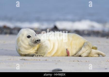 Nouveau-né de phoques gris (Halichoerus grypus) avec cordon ombilical, allongé sur la plage, l'île de Helgoland, Schleswig-Holstein, Allemagne Banque D'Images