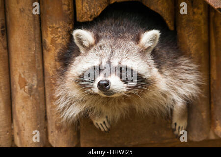 North American raton laveur (Procyon lotor) à sortir de cachette, Thuringe, Allemagne Banque D'Images