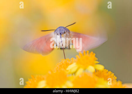 Hummingbird hawk-moth (Macroglossum stellatarum) nourrir en vol, Saxe-Anhalt, Allemagne Banque D'Images