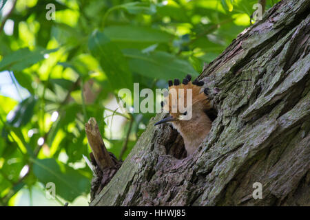 Bébé huppe fasciée (Upupa epops), à la recherche de nid, Saxe-Anhalt, Allemagne Banque D'Images