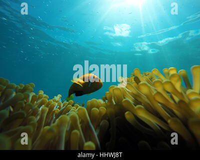 Les Maldives ou poisson clown poisson clown (Amphiprion nigripes blackfinned) ci-dessus une vue magnifique sur la mer ou l'Anémone Anémone Ritteri Banque D'Images