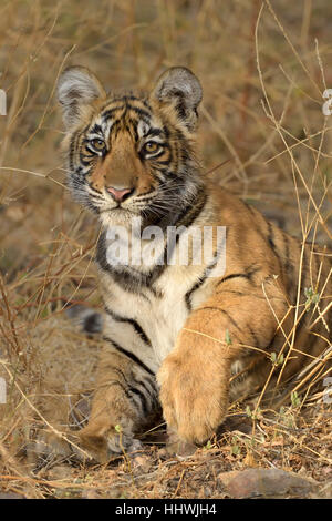 Tigre du Bengale (Panthera tigris tigris), Cub, Ranthambhore National Park, Rajasthan, Inde Banque D'Images