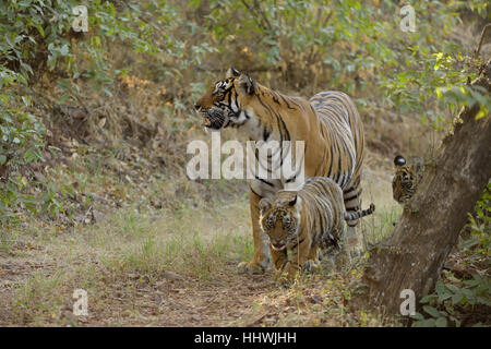 Tigres du Bengale (Panthera tigris tigris), mère d'oursons sur un chemin forestier , Ranthambhore National Park, Rajasthan, Inde Banque D'Images