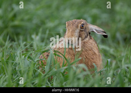 Lièvre brun (Lepus europaeus) alimentation, Suffolk, Angleterre, Royaume-Uni Banque D'Images