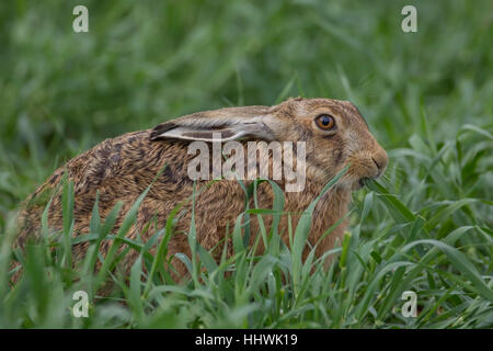 Lièvre brun (Lepus europaeus) alimentation, Suffolk, Angleterre, Royaume-Uni Banque D'Images