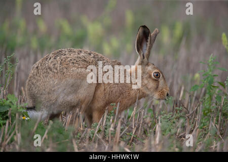 Lièvre brun (Lepus europaeus) l'alimentation, dans un champ, Suffolk, Angleterre, Royaume-Uni Banque D'Images