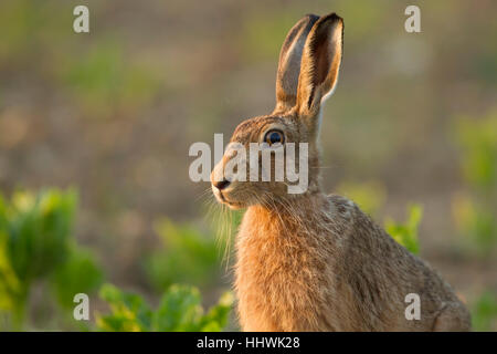 Lièvre brun (Lepus europaeus) alerte, dans un champ, Suffolk, Angleterre, Royaume-Uni Banque D'Images