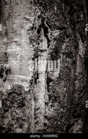 Écorce de trois anciennes tourné en forêt en République tchèque, maison de vacances tourné, noir et blanc Banque D'Images