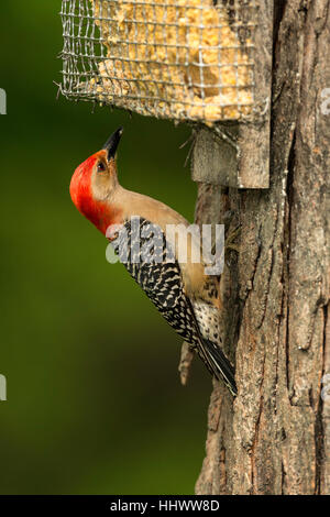 Homme Red-Bellied avec pic d'alimentation suif sur arbre. Banque D'Images