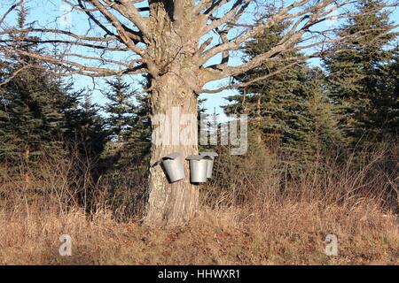 La collecte des seaux pour sap de sirop d'un vieil arbre Banque D'Images