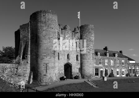 La jonquille de printemps des fleurs sur le vert de Tonbridge Castle ; Tonbridge Kent ; ville ; Angleterre ; UK Banque D'Images