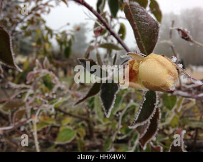 Frozen rose jaune dans le jardin du château de Chenonceau, Loire, France Banque D'Images