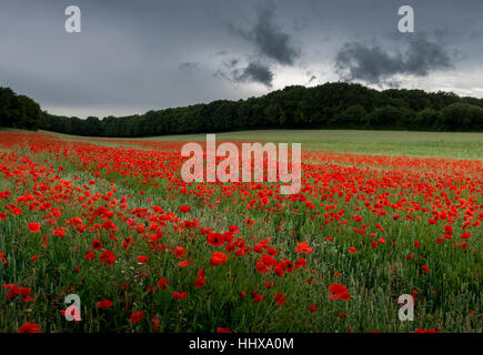 Un champ de coquelicots sur les Kent Downs, en Angleterre. Banque D'Images