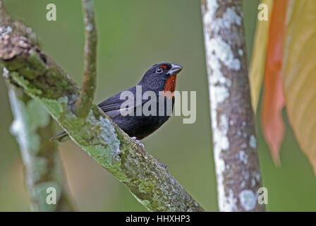 Bouvreuil antillais moindre (Loxigilla noctis sdateri) mâle adulte fond doux plantation, St Lucia, Petites Antilles, Novembre Banque D'Images